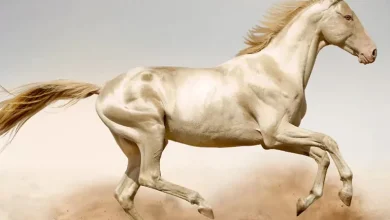 بهترین نژاد اسب ها در جهان کدامند؟