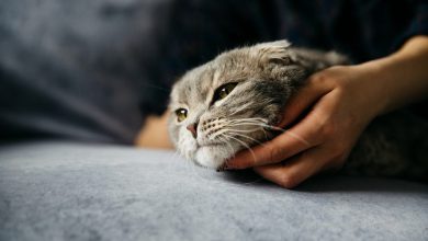 اگر بچه گربه را از مادرش جدا کنیم گناه است