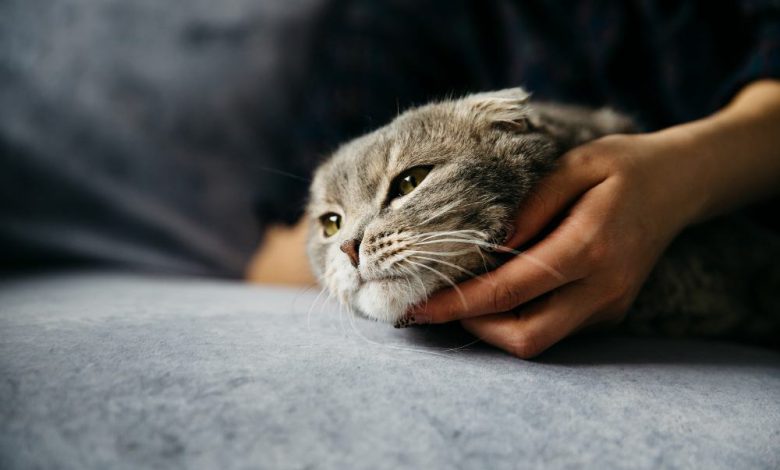 اگر بچه گربه را از مادرش جدا کنیم گناه است