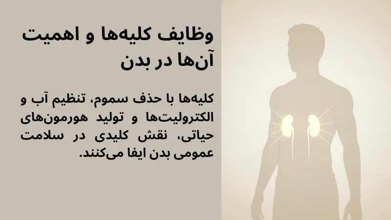 وظایف کلیه ها و دستگاه ادراری